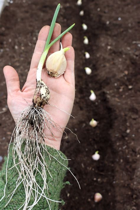 Image result for Planting Spring Garlic