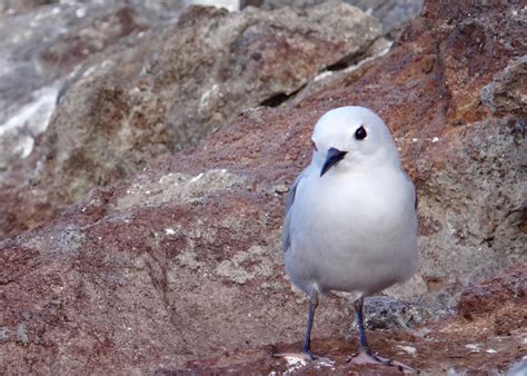 Blue Noddy.jpg | FWS.gov