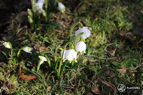 Image result for Spring Winter Snowflake