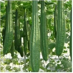 Nodoc Ridge gourd Seed Price in India - Buy Nodoc Ridge gourd Seed ...