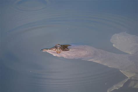 Image result for Florida Softshell Turtle Shell Decor