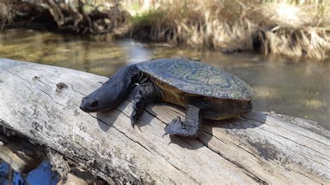 Save our Snake Necked Turtle - Tracker Training Night - Kwinana, John ...