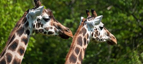 Okapi 的图像结果