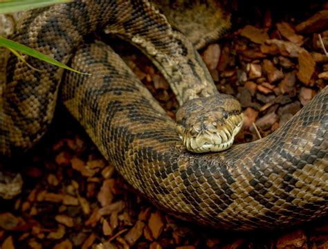 Image result for Carpet Python Heat Zones