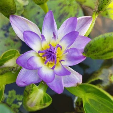 Purple Nangkwang | Buy water lily in India | Lilypond Store