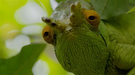 Watch Africa's Wild Year Online | Stream New Full Episodes | AMC+