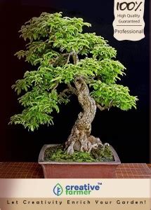 creative farmer Acacia Propinqua Imported Bonsai Seeds Seed Price in ...