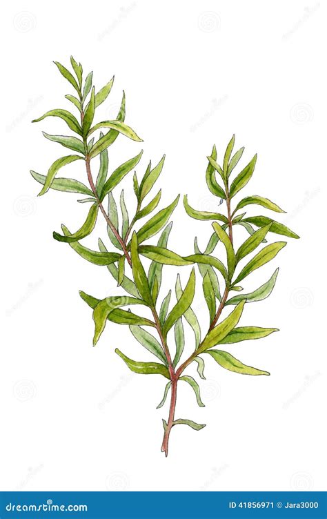 Sprig of Rosemary. Watercolor Illustration Stock Illustration ...