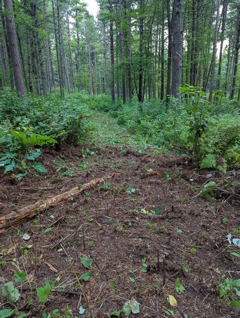 Deep Portage Trail – Conservation Corps Minnesota & Iowa