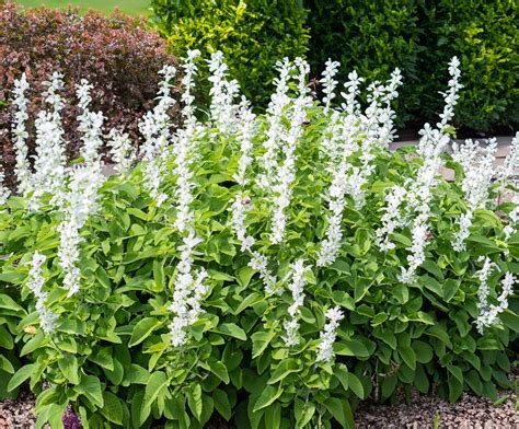 Salvia Plant White