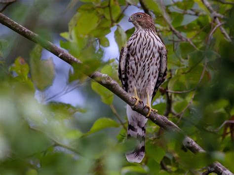 Cooper's Hawk - eBird