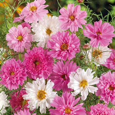 Cosmos 'Double Click Bonbon Mix' Seeds – Garden Mithra