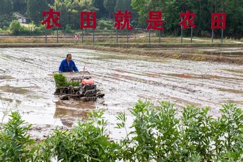 四川阆中：谷雨至 插秧忙-人民图片网