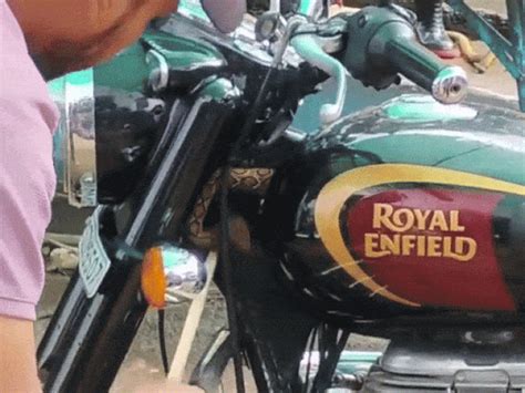 Snake hides under Bullet's fuel tank Student unknowingly rides for two ...