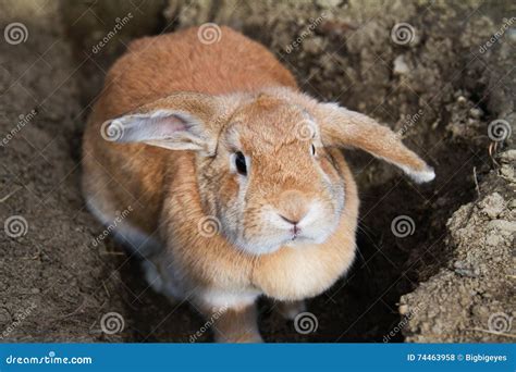 Cinnamon Brown Bunny Rabbit with Floppy Ears Stock Photo - Image of ...