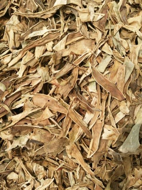 Dry Aloe Vera Leaves Exporter, Supplier from Rewari