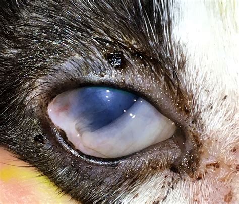 List 94+ Pictures Photos Of Pink Eye In Dogs Stunning