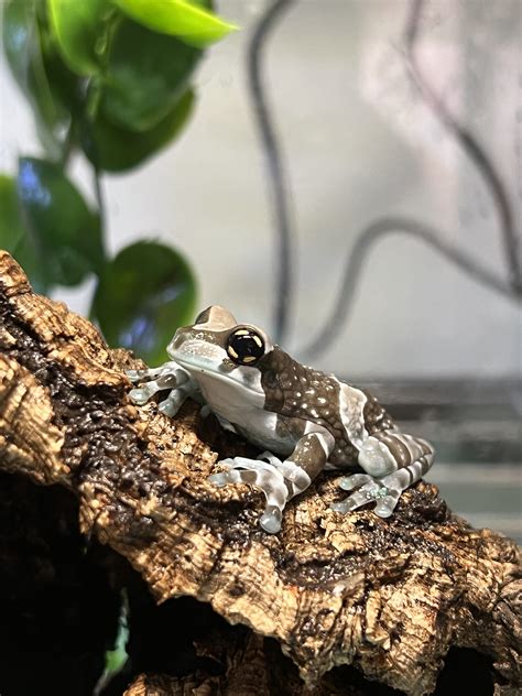 Amazon Milk Frog Requirements at Dominic Johnson blog