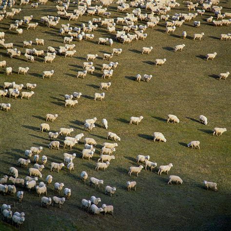 What Is The Bengali Meaning Of Flock Of Sheep at Becky Moreno blog