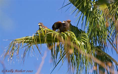 Image result for Bird Addiction Animation