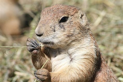 Primitive Nature 的图像结果