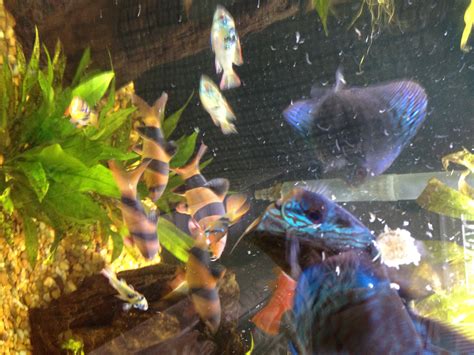 Image result for Turquoise Discus Fish