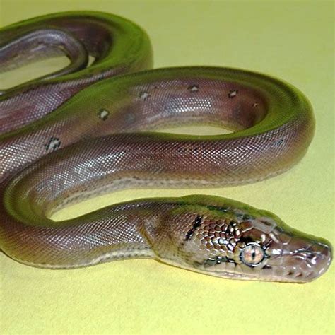 Image result for Tiger Golden Child Reticulated Python