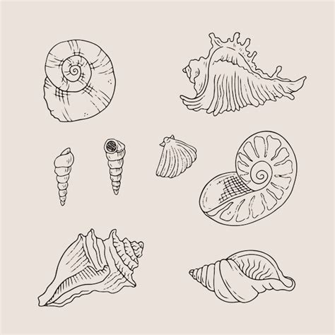 Image result for Shell Line Art