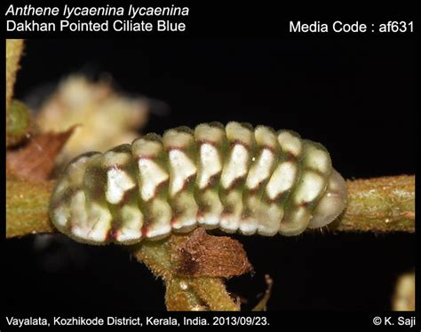 Anthene lycaenina | Butterfly