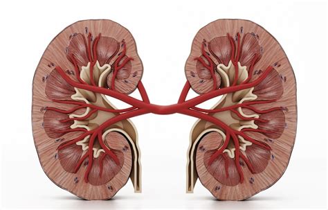 Rosuvastatin linked with signs of kidney damage in real world data