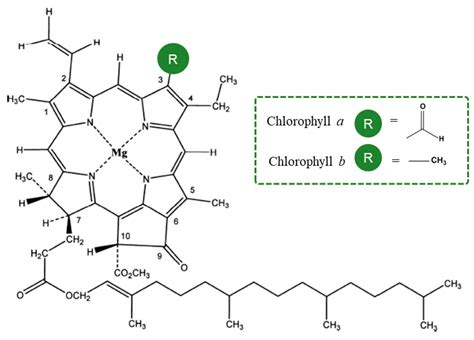 Chlorophyll Structure
