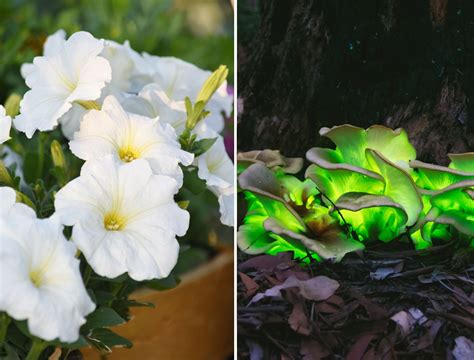 Glow Up Your Garden With the Firefly Petunia