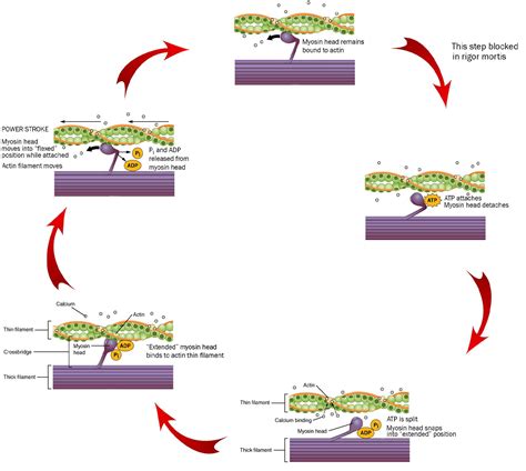 The Cross-Bridge Cycle and Excitation-Contraction Coupling ...