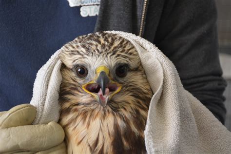Birds of Prey: Predators in Peril - Alberta Institute For Wildlife Conservation