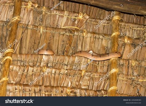 Eastern Tiger Snake Nocturnal Serpent That Stock Photo 2202648383 ...