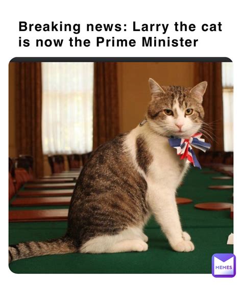 Larry Cat Meme