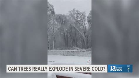Image result for Trees Explode Cold