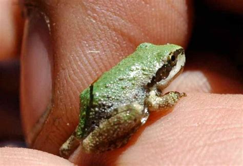 Image result for Tree Frog Colors