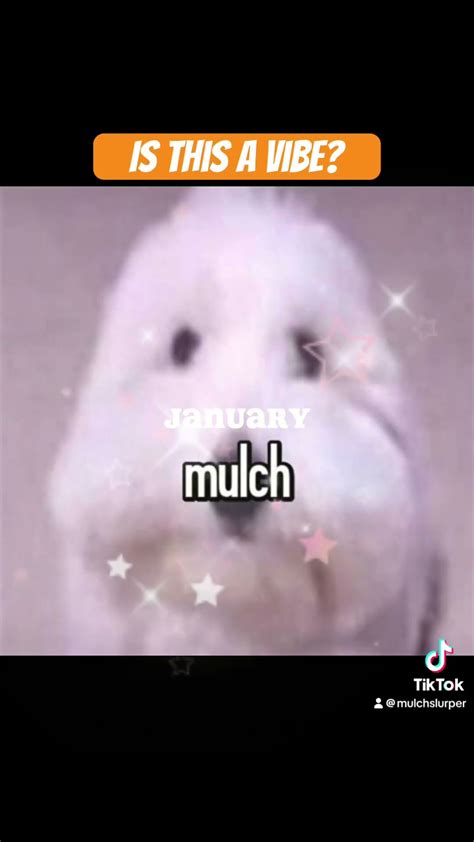 dogs are funny so is mulch #dog #doglover #mulch #dogshorts - YouTube