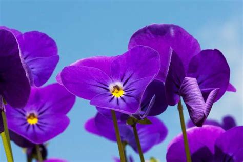 紫罗兰怎么水养 - 花百科
