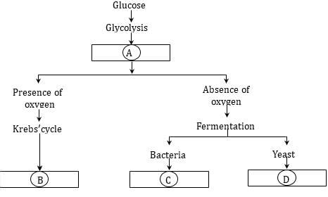 The following is a simplified scheme showing the fact of glucose during ...