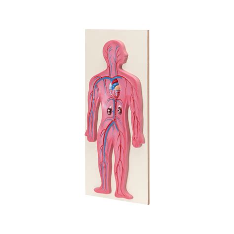 Image result for Circulatory System Model