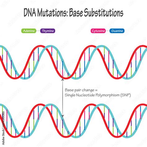 Image result for What Is DNA Polymorphism