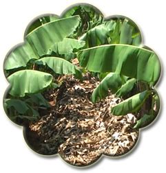 Banana Expert System