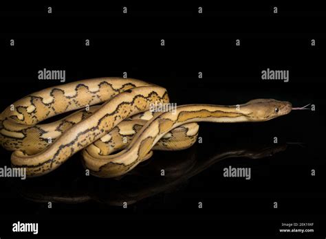 Image result for Tiger Reticulated Python Bite