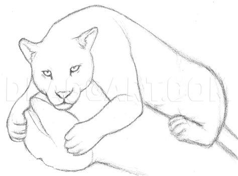 Jaguar Drawing Easy Step By Step at Bill Hass blog