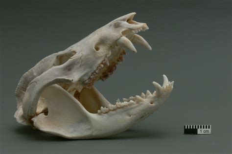 Opossum Skull Anatomy