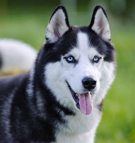 Siberian Husky with Blue Eyes in Grass