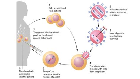 Basic Process of Gene Therapy 的图像结果