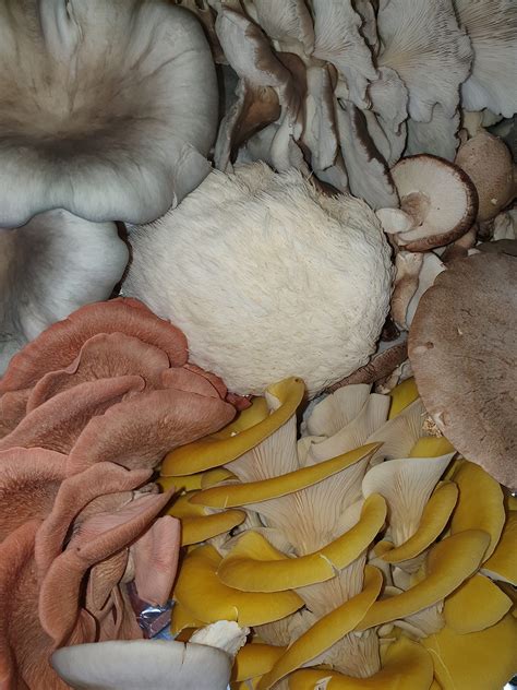 Lions Mane Mushroom Growing kit- Ready to Grow Mushroom kit, Foragers ...